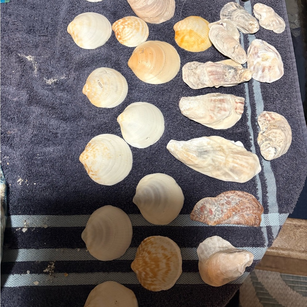 Natural Seashells